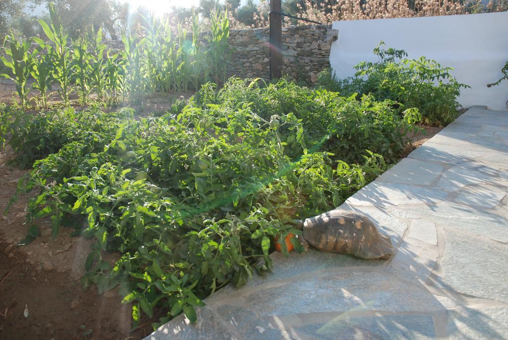 Edem Hotel Platis Gialos  エクステリア 写真